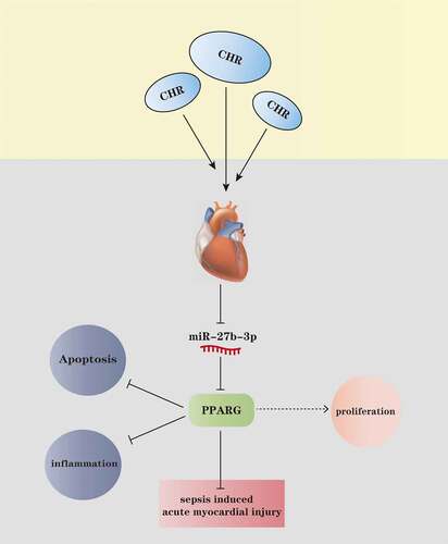 Figure 8. The mechanism diagram of CHR CHR treatment elevated the expression level of PPARG by repressing miR-27b-3p in the myocardium, thereby lessening myocardial cell apoptosis and inflammatory factor release, enhancing cell viability, and ultimately impeding acute myocardial injury elicited by sepsis.