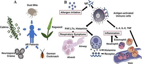 Figure 1 Common allergens and pathogenesis of AR. (A). The main allergens causing AR in northern China (dust mites, summer and autumn pollen, weed pollen, Neurospora crassa, and Blattella germanica). (B). Immune response to allergens. Specific IgE binds to the high-affinity IgE Fc receptor on the surface of mast cells and induces the release of PAF, LTs, histamine, and other inflammatory mediators. Histamine binds its receptor, whereas IL-4, IL-5, TNF, and other cytokines stimulate eosinophils, and Neutrophils stimulate respiratory tract contraction, causing AR.