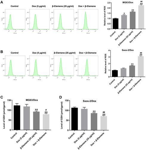 Figure 4 Combination of Dox with β-Elemene induced the oxidative stress in Dox-resistant osteosarcoma cells. MG63/Dox and Saos-2/Dox cells were treated with 5 μg/mL Dox or/and 25 μg/mL β-Elemene for 48 h. (A and B) Flow cytometry was applied to assess the ROS production in MG63/Dox and Saos-2/Dox cells. (C and D) ELISA assay was used to detect the level of GSH in the supernatants of MG63/Dox and Saos-2/Dox cells. *P < 0.05, **P < 0.01, compared with the control group; #P < 0.05, ##P < 0.01, compared with the Dox treatment group.