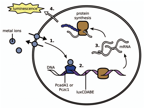 Figure 1 Principle of Pseudomonas putida KT2440 and KT2440.2431 metal bioreporters. (1) Uptake and efflux mechanisms regulate the intracellular metal level; in the mutant strain KT2440.2431, the efflux mechanisms have been removed. (2) Upon binding of the metal ion to the transcription factor, transcription is initiated from the PcadA1 or Pczc1 promoter that is fused to the luxCDABE operon. (3) mRNA for the reporter proteins is produced and subsequently translated into proteins. (4) The bacterial lux operon encodes for luciferase and the proteins necessary for substrate synthesis; therefore, luminescence can be measured directly as no additional substrate is required. Over a certain concentration range, the signal output correlates to the intracellular metal concentration, allowing for quantification of the metal.