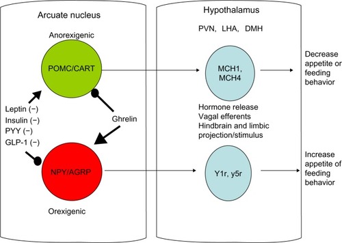 Figure 1 Schematic showing involvement of the arcuate nucleus and hypothalamus in eating behavior.