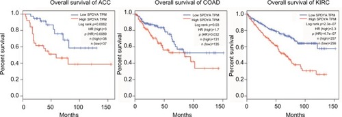 Figure 5 Expression of Spy1 in cancers.Notes: Overall survival rates in adrenocortical carcinoma (ACC), colon adenocarcinoma (COAD) and kidney renal clear cell carcinoma (KIRC) patients with high expression levels of Spy1 (red line) were statistically lower than those in patients with low and no Spy1 expression (blue line).Abbreviations: SPADY, Spy1; TPM, transcripts per kilobase of exonmodel per million mapped reads; HR, hazard ratio.