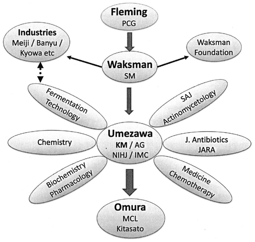 Fig. 1. Key contributors to develop antibiotic researches in Japan.