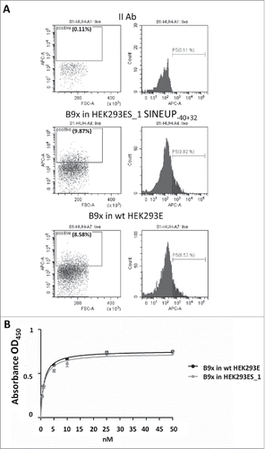 Figure 4. Binding properties of B9x antibodies produced in HEK293E and HEK293ES_1 cells on CLDN1-expressing HuH7 cells.A. The charts report the surface staining of HuH7 cells with the anti-CLDN1 B9x antibody produced in SINEUP-40+32 expressing HEK293ES_1 (center) or in wild-type HEK293E (right) cells. The charts on the left show the control staining with the secondary antibody (II Ab). B. Cell ELISA assay of HuH7 cells with the B9x antibody produced in SINEUP-40+32 expressing HEK293ES_1 or in wild-type HEK293E cells over a wide range of antibody concentrations.