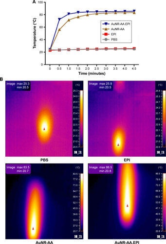 Figure S5 (A) Kinetic changes of surface temperature after the laser irradiation (808 nm, 2.5 W/cm2) of PBS, EPI, Au800-CTAB-PAA-PEG-AA (AuNR-AA), and AuNR-AA. EPI complex for 4.5 minutes. (B) Thermographic images of PBS, EPI, AuNR-AA, and AuNR-AA.EPI complex after the laser stimulation (808 nm, 2.5 W/cm2) for 4.5 minutes.Abbreviations: Au, gold; CTAB, hexadecyltrimethylammonium bromide; PAA, poly(acrylic acid); AA, anisamide; PEG, polyethylene glycol; EPI, epirubicin.