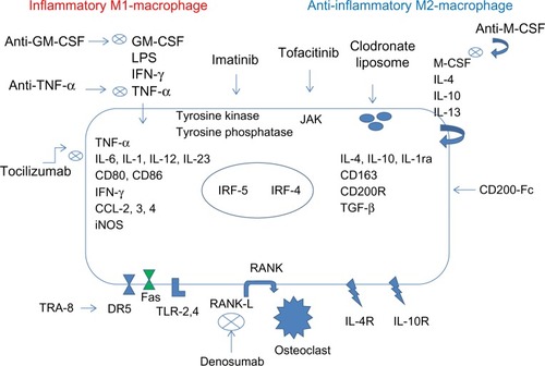 Figure 8 Macrophage polarization in RA synovium and related therapeutic targets.Abbreviation: RA, rheumatoid arthritis; GM-CSF, Granulocyte-macrophage colony-stimulating factor; LPS, Lipopolysaccharide; TNF-α, Tumor necrosi factor; INF-γ, Interferon-γ; CD, cluster of differentation; iNOS, Inducible nitric oxide synthase; CCL-2,3,4, chemokine (C-C motif) ligand 2,3,4; IL, Interleukin; JAK, Janus kinase; IRF, interferon regulatory factor; M-CSF, macrophage colony-stimulating factor; CD200-Fc, cluster of differentation 200-fragment crystallizable; TGF-β, Transformer growth factor β; RANK, Receptor Activator of NF-KB; RANK-L, Receptor Activator of NF-KB ligand; TRA-8, monomeric monoclonal antibody targeting DR5; DR5, death receptor 5; FAS, a death receptor; TLR-2,4, Toll-like receptor 2,4.