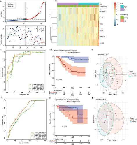 Figure 4. Evaluating the performance of ferroptosis related gene signature in the training set and validation set. (a) The distribution of risk scores and graft status in the training set. (b)The gene expression profiles of six genes in gene signature. (c, f) ROC curves presented the efficiency of the risk signature for predicting the graft loss in the training set (c) and the validation set (f). (d, g) The Kaplan-Meier survival curves showed the prognostic value of the gene signature in the training set (d) and validation set (g). (e, h) PCA analysis of the patients in high- and low-risk group in the training set (e) and validation set (h)