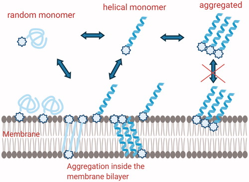 Figure 6. Schematic description of the hypothetical mechanisms involved in Temporin L coupled to lipid tags monomeric structures are involved in the membrane attachment, while self-aggregated peptides are present inside the membrane and both steps are influenced by the presence of lipid tags.