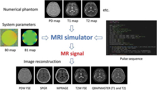 Figure 11. Schematic view of the MRI simulator. The MRI simulator requires three input files: numerical phantoms, system parameters, and a pulse sequence