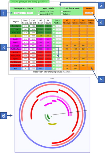 Figure 1: The coordinate conversion tool web page. Briefly, a genotype (flag 1) and modes (flag 2) are selected, the query position is input (flag 3) and the ‘Calculate’ button (flag 4) is pressed. Coordinate results (flag 5) and diagrammatic position (flag 6) are then shown. The ‘query mode’ indicates whether the query position entered represents an amino acid position or a nucleotide position. The ‘co-ordinate mode’ indicates whether the query position entered should be considered relative to position 1 of the genome (EcoRI) or relative to the relevant ORF. Amino acid positions are always considered relative to the respective ORF. The four orange columns on the right of the table show the query position as an absolute and relative nucleotide position, and a relative amino acid position. The position of the nucleotide within the codon (position 1, 2 or 3 of the codon) is shown in the ‘Codon Offset’ column. When an amino acid position is entered, this will be a 1 for the specified ORF, as the first nucleotide position of the amino acid is considered. ORFs and regions in the diagram are colour-coded to match the colours used in the input table above. See text for detailed description of the tool.