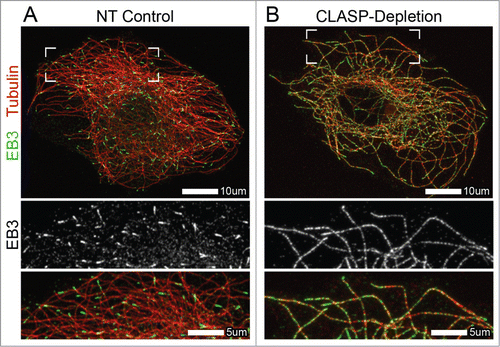 Figure 1. Altered EB localization at microtubules in CLASP-depleted cells. (A and B) Immunofluorescence images of A7r5 cells stained for α-tubulin31 and EB3 (green). (A) EB3 localizes to MT plus-ends in NT control cells. (B) EB3 extensively coats the MT lattice, in addition to its normal plus-end localization, in CLASP-depleted cells. CLASP-depletion is a combination of siRNA against CLASP1 and CLASP2. (A and B) Merge zoomed region is indicated by boxed corners in Merge. White box indicates scale bar.