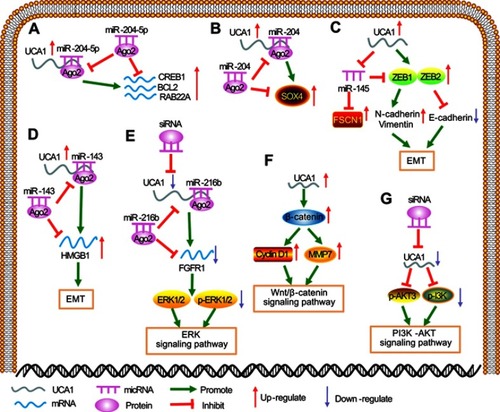 Figure 1 Regulating mechanisms of UCA1 in multiple human cancers. (A) UCA1 acted as a ceRNA to bind with miR-204-5p to increase the expression of CREB1, BCL2 and RAB22A. (B) UCA1 functioned as a ceRNA to bind with miR-204 to upregulate SOX4 expression level. (C) Increased UCA1 could upregulate N-cadherin and vimentin expression, while E-cadherin, an epithelial marker, was downregulated. (D) UCA1 served as an endogenous sponge of miR-143 to increase the expression of HMGB1 then promote EMT process. (E) Silencing UCA1 could repress the expression of FGFR1to inhibit the activation of ERK signaling pathway. (F) UCA1 could regulate the expression of β-catenin to activate Wnt/β-catenin signaling pathway. (G) The PI3K/AKT signaling pathway was activated when UCA1 was highly expressed.