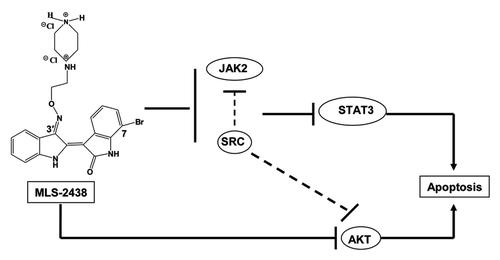 Figure 6. Schematic representation of MLS-2438-mediated apoptosis in human melanoma cells. MLS-2438, as a Src inhibitor, inhibits phosphorylation of Src, JAK2, STAT3 and Akt and induces apoptosis in human melanoma cells. The MLS-2438-mediated apoptosis at least in part is associated with inhibition of STAT3 and Akt signaling.