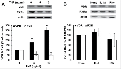 Figure 1. TNF but not IL-1β and IFNγ modulates VDR and RXRα protein levels. Autonomously proliferating HaCaT cells (see section 2.2) were treated with TNF (5–10 ng/mL), IL-1β and IFNγ (20 ng/mL) for 24 h. VDR and RXRα protein levels were determined in cell extracts by western blot analysis. Representative blots are shown in the upper panels. Densitometric quantification of immunoblots from three independent cultures for each treatment is presented in the chart. Values for untreated cultures were assigned the arbitrary value of 100%. Data are presented as mean ± SD. The significance of the difference between groups was assessed by unpaired Student's t-test: cultures treated vs non-treated with TNF (*, P < 0.05).