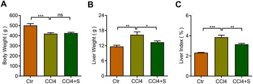 Figure 1 Body weight, liver weight, and liver index were analyzed between groups. (A) Body weight of rats in three groups. (B) Liver weight of rats in three groups. (C) Liver index = liver weight /body weight × 100%. *P<0.05, **P<0.01, ***P<0.001.