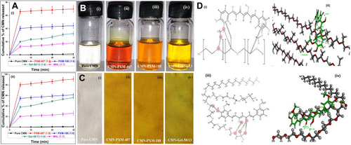 Figure 3 Dissolution curves (A) of CMN (i) CMN-PM and (ii) CMN-SD (mean±SD, n=3), (B) Photograph of the dye test (B) Solution of SD and (C) Cotton clothes dyed in the solution (i) Pure CMN, (ii) CMN- PXM-407, (iii) CMN- CMN-PXM-188, and (iv) CMN- Gel-50/13, and (D) Molecular modeling for the 1:1 complex CMN:PXM and Gel (i) 2D illustration of enol form of CMN on monomer showing hydrophobic bonding of phenolic OH group, (ii) 3D representation of Dock-pose of enol form of CMN, (iii) 2D illustration of a diketo form of CMN showing hydrogen bonding of phenolic OH group, and (iv) 3D representation of Dock-pose of CMN (Green tubes represent the monomer unit of CMN, and Grey tubes represent PXM and Gel, respectively; dotted line indicates most important interactions, and the distances are mentioned in Å units).