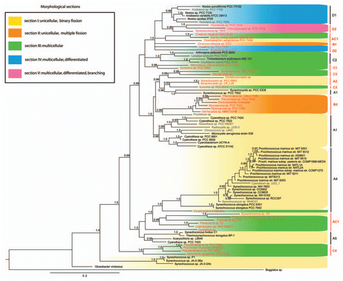 Figure 2 Phylogenetic tree of a cyanbacterial subset representing the full morphological and genomic diversity. The tree was reconstructed from 16S rRNA sequences using a Bayesian approach. Colors describe different morphological sections. Fully sequenced taxa are shown in black. Shown in red are taxa of groups where no genome sequence data are available at present, and which we recommended for genome sequencing. Taxa have been selected as previously described in reference Citation4, with the addition of 41 taxa for which full genome sequences are available.