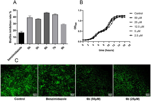 Figure 3. Effects of 6b on P. aeruginosa PAO1 biofilm growth and formation. (A) Biofilm inhibition at 50 μM of 5b, 5h, 6d, 7b, 9b for 24 h in microtiter plate. (B) Growth at different concentrations of 6b (50, 25, 12.5, 5, 2.5 μM) for 16 h. (C) CLSM images of biofilm formed for 24 h with 50 μM and 25 μM of 6b, and benzimidazole used as positive control (An equal amount of dimethyl sulfoxide solvent was set as control group). Data represents the average of three-independent determinations of triplicate samples.