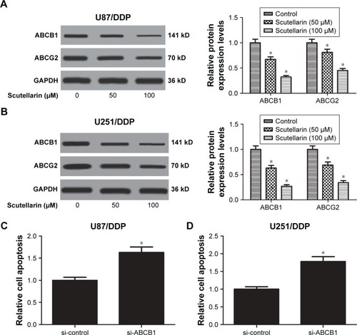 Figure 5 Scutellarin suppressed the expressions of multidrug-resistant proteins in glioma cells.Notes: The expressions of multidrug-resistant proteins including ABCB1 and ABCG2 in cisplatin-resistant U87 (A) and U251 cells (B) were analyzed by Western blot. *P<0.05 vs control. (C) U87/DDP cells were transfected with si-control or si-ABCB1 for 24 hours, and cell apoptosis was detected. (D) U251/DDP cells were transfected with si-control or si-ABCB1 for 24 hours, and cell apoptosis was detected. *P<0.05 vs si-control. Data are represented as mean ± SD of three independent experiments.