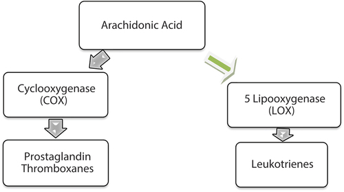 Figure 3. Metabolism of Arachidonic acid involve two pathways (Cyclooxygenase pathway metabolism results in the synthesis of progesteron and thromboxanes and lypooxygenase metabolism results in the synthesis of Leukotrienes).