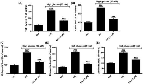 Figure 6. Effects of caffeoylisocitric acid on the accumulation of ECM induced by high glucose in mesangial cells. (A)-(B) Secretion of TGF-β1 and CTGF in mesangial cells. (C)–(E) Synthesis of ECM proteins including collagein IV, fibronectin and laminin. n = 3, ###P < 0.001 vs control group, ***P < 0.001 vs high glucose group.