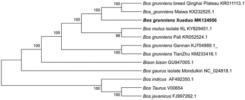 Figure 1. Phylogenetic relationships of 12 species based on protein coding genes using the neighbour-joining (NJ) methods. The bootstrap values from 1000 replicates are shown next to the branches.