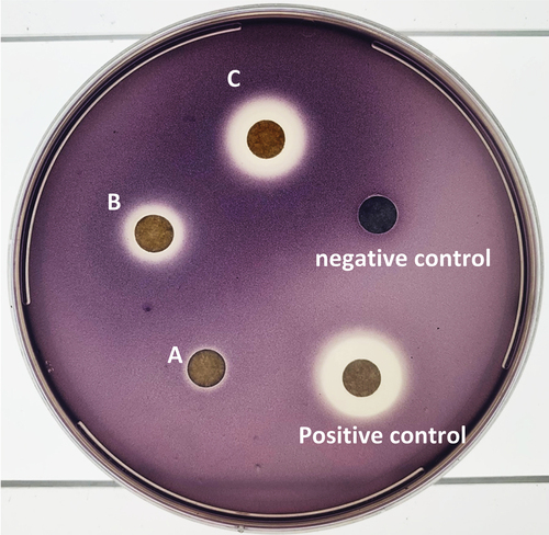 Figure 7. Quorum sensing and antibacterial effect of bacterial extract. Paper disks were loaded with 0.25 mg, 0.5 mg, and 1 mg of crude ethyl acetate extract (disks C, B and A respectively), and 0.5 mg cinnamaldehyde as a positive control.