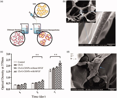 Figure 2. (a) A schematic of chitosan nanoparticles prepared by ionic gelation method; (b) SEM showed the chitosan nanoparticles were incorporated within the chitosan-gelatin scaffold; (c) MTT assay for fibroblast cells cultured on scaffolds after 1, 3 and 7 days (**p < .01); (d) SEM image of fibroblast cells attached to the chitosan nanoparticles loading growth factors in chitosan-gelatin scaffold on day 7 after culture; The blue arrow stands for the attached cells (Azizian et al., Citation2018).