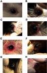 Figure 6 Photographic picture showing eye of a female guinea pig of (A) control group, (B) zero time after induction of eye inflammation, (C) inflammation control group (group 2) after 1 hr of application of drug-free gel, (D) inflammation control group (group 2) after 24 hrs of application of drug-free gel, (E) group 3 after 1 hr of therapy with a conventional PA gel, (F) group 3 after 24 hrs of therapy with a conventional PA gel, (G) group 4 after 1 hr of therapy with a PA nanogel and (H) group 4 after 24 hrs of therapy with a PA nanogel.Abbreviation: PA, prednisolone acetate.