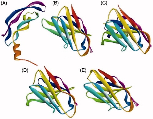 Figure 1. Nanobody 3-D structures predicted by Swiss Modeler. (A) Human VEGF 121. (B) Nb 25. (C) Nb 30. (D) Nb 31. (E) Nb 34.