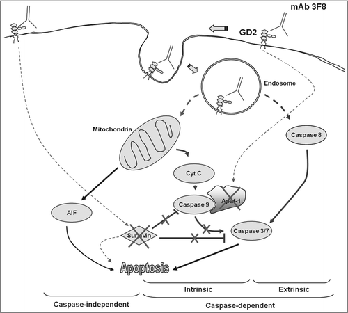 Figure 6. Proposed apoptotic pathways triggered by GD2-specific mAb 3F8. Following the internalization of both mAb 3F8 and GD2 into endosomes, the increase of GD2 containing endosomes triggers both extrinsic and intrinsic caspase-dependent and caspase-independent apoptotic pathways. They include the activation of caspase 3, 7, and 8, the release of cyt c and AIF, and the downregulation of both survivin and Apaf-1 without the activation of caspase 9. Apaf-1 downregulation is believed to be responsible for the lack of detectable caspase 9 activation. Survivin downregulation is believed to increase the sensitivity of cells to both caspase-dependent and caspase-independent apoptosis. Solid lines indicate the direct effects while dash lines indicate effects with either unknown or indirect mechanisms.