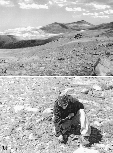 FIGURE 2. Fellfield habitats at 3750 m elevation in the White Mountains of eastern California: (a) landscape view of field site; (b) general form and cover of a fellfield plant community