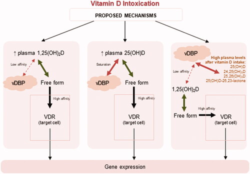 Figure 10. Theories proposed by Jones et al. [Citation307] for the mechanisms of toxicity of vitamin D. The first mechanism proposed for explaining vitamin D toxicity involves a plasma increase in calcitriol [1,25(OH)2D]. This active form of vitamin D has low affinity to the vitamin D binding protein (vDBP) and high affinity to the vitamin D receptor (VDR), leading to a critical increase in calcitriol in the target cells and subsequent overstimulation of the gene expression machinery. A second theory proposes an increase in plasma vitamin D metabolites to concentrations that saturate vDBP, allowing high free levels of these metabolites to enter the target cells, in particular 25-hydroxyvitamin D [25(OH)D] that has a greater affinity to VDR. The last mechanism is related to the release of calcitriol from vDBP because it has the lowest affinity for this plasma protein compared to other vitamin D metabolites. 24,25(OH)2D: 24,25-dihydroxyvitamin D; 25,26(OH)2D: 25,26-dihydroxyvitamin D; 25(OH)D-26,23-lactone: 25-hydroxyvitamin D-26,23-lactone.