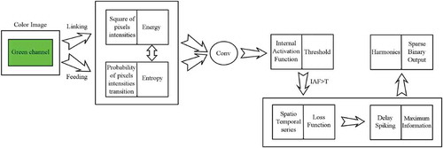 Figure 3. Architecture of APCNN for lesion detection.