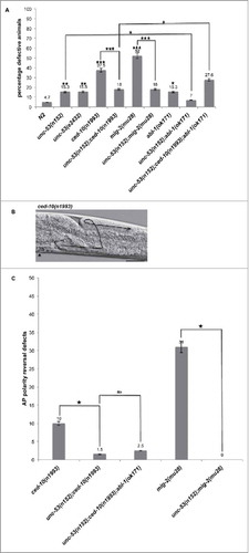 Figure 2. unc-53 Mutation suppresses DTC phase 3 AP polarity defects of ced-10 and mig-2. (A) L4 stage mutant animals were assessed for DTC migration defects using DIC microcopy as described in Materials and Methods. The bars represent percentage of animals with misshaped gonad arms. p values for single mutations are given on the outside end of the bars and were calculated by comparing with N2. p values for double mutants were calculated by pairwise comparison with single mutations. (B) Representative DIC micrograph of ced-10(n1993) L4 stage animals with anterior and midbody () on the left, dorsal side up, displaying DTC phase 3 AP polarity reversal defect in the posterior arm. Scale bar: 50 μm. (C) The graph shows the percentage of animals exhibiting DTC phase 3 AP polarity reversal defects. Statistical analysis used TTEST. *p < 0.05, **p < 0.005, and ***p < 0.0005.