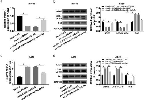 Figure 7. The relationship among circ-FOXM1, miR-149-5p, and ATG5. (a and b) The expression of ATG5 was determined in H1581 cells transfected with sh-circ-NC, sh-circ-FOXM1, sh-circ-FOXM1 + Anti-miR-NC, or sh-circ-FOXM1 + Anti-miR-149-5p, respectively; ANOVA followed via Tukey’s test was performed for statistical analysis. (c and d) The expression of ATG5 was detected in A549 cells transfected with Vector, circ-FOXM1, circ-FOXM1 + miR-NC, or circ-FOXM1 + miR-149-5p, respectively; ANOVA followed via Tukey’s test was performed for statistical analysis. *P < 0.05