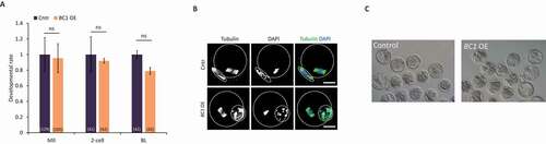 Figure 7. Overexpression of BC1 does not alter oocyte or early embryo development