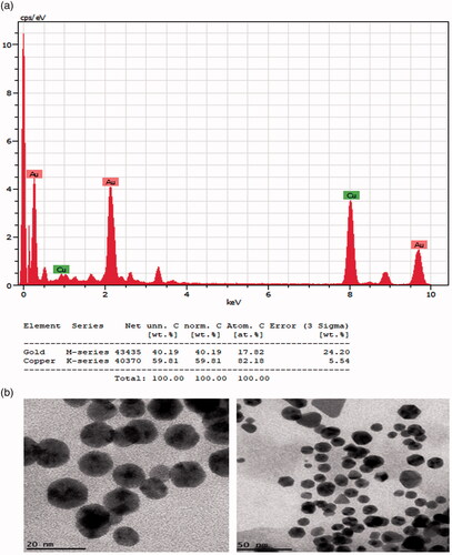 Figure 3. Energy dispersive X-ray (EDX) and transmission electron microscopy (TEM) analysis of gold nanoparticles synthesised from Alternanthera sessilis.