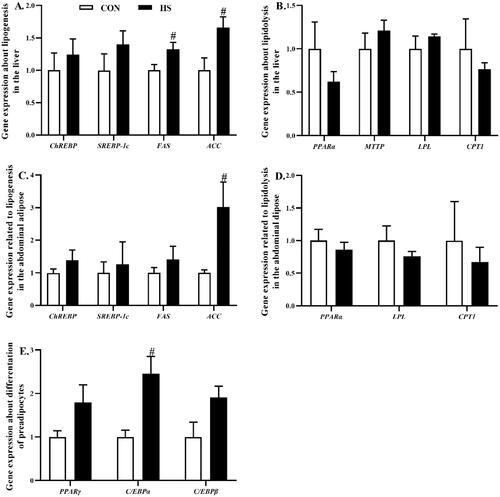 Figure 5. Effects of heat stress exposure on gene expression related to lipid metabolism in the liver and abdominal adipose of broilers. CON, control group; HS, heat stress exposure; ChREBP, carbohydrate response element-binding protein; SREBP-1c, sterol regulatory element–binding transcription factor-1c; FAS, fatty acid synthase; ACC, acetyl-coenzyme A carboxylase; PPAR, peroxisome proliferator–activated receptor; MTTP, microsomal triglyceride transfer protein; LPL, lipoprotein lipase; CPT1, carnitine palmitoyl transferase 1; C/EBP, CCAAT/enhancer-bindingprotein. The pound key (#) indicated significant difference (P < 0.05).