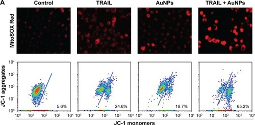 Figure 6 TRAIL combined with AuNPs induced the accumulation of mitochondrial ROS, loss of mitochondrial membrane potential (Δψm), and depletion of ATP.Notes: Calu-1 cells were incubated with TRAIL and AuNPs, alone and together for 6 h. (A) After incubation with MitoSOX Red, the accumulation of mitochondrial ROS was observed under a CLSM (upper panel). Flow cytometric analysis of Δψm using JC-1 (lower panel). Representative data are shown. Magnification ×200. (B, C) Quantitative analysis of changes in mitochondrial ROS and Δψm. (D) Total cellular ATP contents were determined using an ATP bioluminescence assay kit. (E) Effects of radical scavengers or Mdivi-1 on mitochondrial ROS generation induced by TRAIL combined with AuNPs. Values are mean ± SD (n=3). *P<0.05, compared to TRAIL-treated groups.Abbreviations: AuNPs, gold nanoparticles; CLSM, confocal laser scanning microscope; Mdivi-1, mitochondrial division inhibitor 1; MnTMPyP, Mn(III) tetrakis (1-methyl- 4-pyridyl) porphyrinpentachloride; NAC, N-acetyl-l-cysteine; SD, standard deviation; TRAIL, tumor necrosis factor-related apoptosis-inducing ligand.