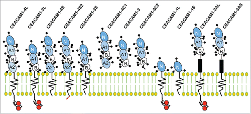 Figure 1. Human CEACAM1 isoforms. CEACAM1 transcripts can be alternatively spliced to generate 12 different isoforms that have one variable (V)-like Ig domain, identified as the N domain (dark blue). The various isoforms have 1, 2 or 3 constant C2-like Ig domains, identified as A (light blue) or B (white), with the exception of CEACAM1-1L and CEACAM1-1S that lack C2-like Ig domains. According to standardized nomenclature, the number after CEACAM1 is indicative of the number of extracellular Ig-like domains. CEACAM1 isoforms are anchored to the cellular membrane via a transmembrane domain, with the exception of the secreted isoforms of CEACAM1 (CEACAM1-4C1, 3 and 3C2, respectively). CEACAM1 isoforms also possess 1 of 2 cytoplasmic domains, termed as long (L) and short (S) tails. The letter following the number in the standardized nomenclature points to the presence of either a long or short cytoplasmic tail, a unique terminus (C), or an Alu family repeat sequence (A) (black boxes). The CEACAM1-L cytoplasmic domain has ITIM motifs (red circles). All family members are highly glycosylated proteins, with glycosylation sites illustrated as the stick and balls on the extracellular domains.