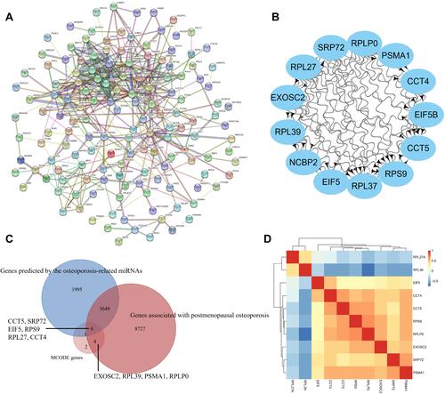 Figure 5 Protein-protein interaction (PPI) network and hub gene identification. (A) PPI network; (B) MCODE genes; (C) Common genes between MCODE genes, postmenopausal osteoporosis associated genes in CTD and the miRNAs predicted genes; (D) Pearson clustering heatmap of hub genes.