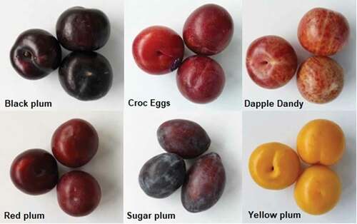 Figure 1. The six plum varieties. From left to right, top to bottom: black plum, Croc Eggs plum, Dapple Dandy pluot, red plum, sugar plum, yellow plum