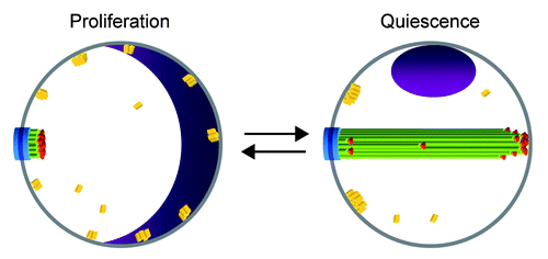 Figure 1. Schematic model of the nuclear reorganizations occurring upon transition between proliferation and quiescence. The nuclear membrane is in gray, the SPB in blue, and the nucleolus in purple. Microtubules are represented by green lines, the centromeres by red spheres, and the telomeres by yellow parallelepipeds. For simplicity, the chromosome arms are not shown.