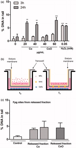 Figure 6. DNA damage related to oxidative stress induced by NPs of Co and CoO as well as their released fractions in A549 cells. The oxidative DNA damage is expressed as Fpg sites (% DNA in tail). An increase in Fpg sites was observed for Co and CoO nanoparticles after 24 h exposure (a). In (b), a schematic representation of an experiment performed using the ‘freshly released fraction’ is shown. Here, NPs were applied on a transwell and dialysis membrane and the cells were cultured in the lower chamber. This system allows for released ionic species but not NPs to reach the cells. Fpg sensitive sites caused by freshly released Co species are shown in (c). Significant results as compared to the control (0 µg/mL) are marked with asterisks (*for p value ≤0.05, **for p value <0.01, ***for p value <0.001).