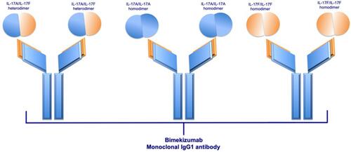 Figure 5 Schematic structure of bimekizumab and its binding sites: IL-17A/IL-17F heterodimers, IL-17A/IL-17A homodimers, and IL-17F-IL-17F homodimers. Notes: Reprinted from Blauvelt A, Chiricozzi A, Ehst BD. Bimekizumab,Current Dermatology Reports. Copyright 2020, with permission from Springer Nature.Citation34