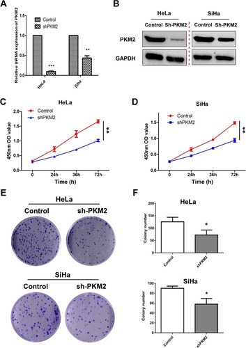 Figure 3 Knockdown of PKM2 inhibited proliferation in CC cells.Notes: (A, B) PKM2 knockdown efficiency was confirmed by Western blot and qRT-PCR in HeLa and SiHa cells. (C, D) The effects of PKM2 knockdown on proliferation were evaluated using CCK-8 assay. (E, F) The effects of PKM2 knockdown on colony formation were determined using colony formation assay. The results shown are the mean ± SD (*P<0.05, **P<0.01) of three independent experiments.Abbreviations: CC, cervical cancer; PKM2, pyruvate kinase isozyme type M2; qRT-PCR, quantitative real-time polymerase chain reaction.