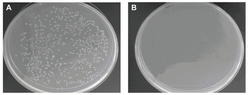 Figure 6 Antibacterial effects of nanoporous bioglass containing silver (n-BGS) against Escherichia coli at 12 hours (A), and non-nanoporous BGS (B) as a control.