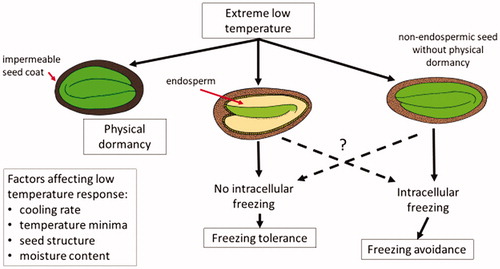 Figure 2. Hypothesized pathways of survival against low temperatures in alpine seeds. Three mechanisms of survival identified includes impermeable seed coat, freezing avoidance and freezing tolerance. Four factors that might affect the response of seeds are identified, signifying particular mechanisms relating to cooling rate, temperature minima, seed structure, and the moisture content of the seeds. For freezing tolerance, freezing is limited to extracellular regions or non-essential tissues. For freezing avoidance, supercooling delays the onset of intracellular freezing.