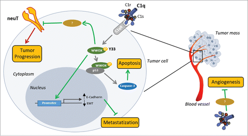 Figure 7. Proposed mechanism of C1q influence on neuT tumor progression. C1q component of C1 complex (C1q, C1s, and C1r) appears to act directly both on tumor vasculature (on the right) and on tumor cells (on the left). Deposition of C1q on vascular endothelium inhibits tumor angiogenesis through a still undefined mechanism. C1q binding with its receptor(s) (C1qR) on tumor cells leads to the phosphorylation of tyrosine 33 (Y33) on WWOX. Activated WWOX in turn inhibits the EMT processes, through directly inducing the expression of E-Cadherin, and induces Caspase-3-mediated apoptosis, probably by engaging p53. We hypothesize that activated WWOX may be also involved in neuT post-translational negative regulation further contributing to tumor inhibition. Green lines: antitumor activities; red lines: pro-tumor activities.